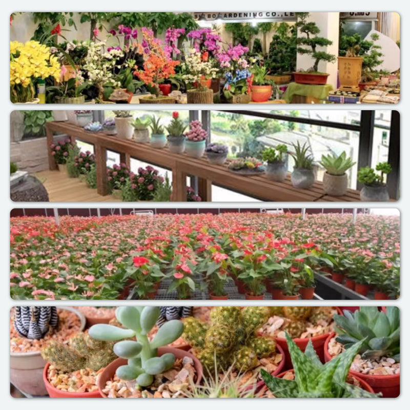Potentes comprimidos efervescentes antibacterianos para flores