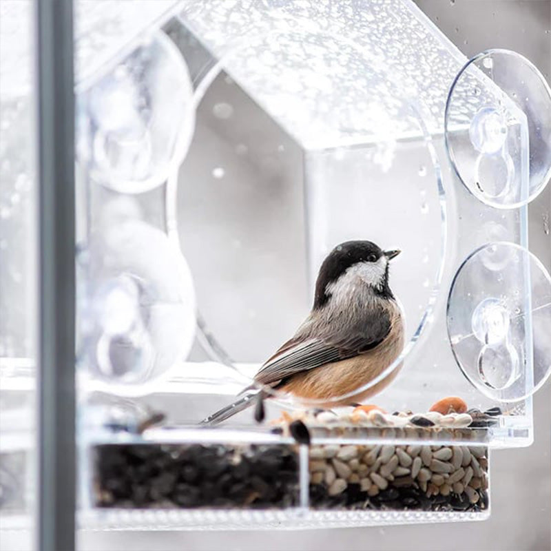 Comedero para Pájaros con Ventana de Acrílico Transparente