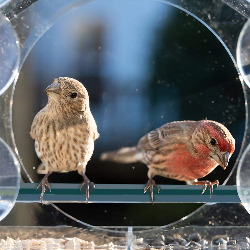 Comedero para Pájaros con Ventana de Acrílico Transparente