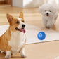 🎁Bola automática para perros inteligentes🐶