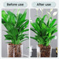 Potentes comprimidos efervescentes antibacterianos para flores