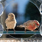 Comedero para Pájaros con Ventana de Acrílico Transparente