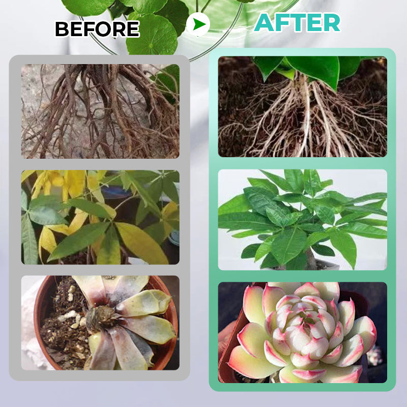 Solución nutritiva hidropónica para el crecimiento de las plantas